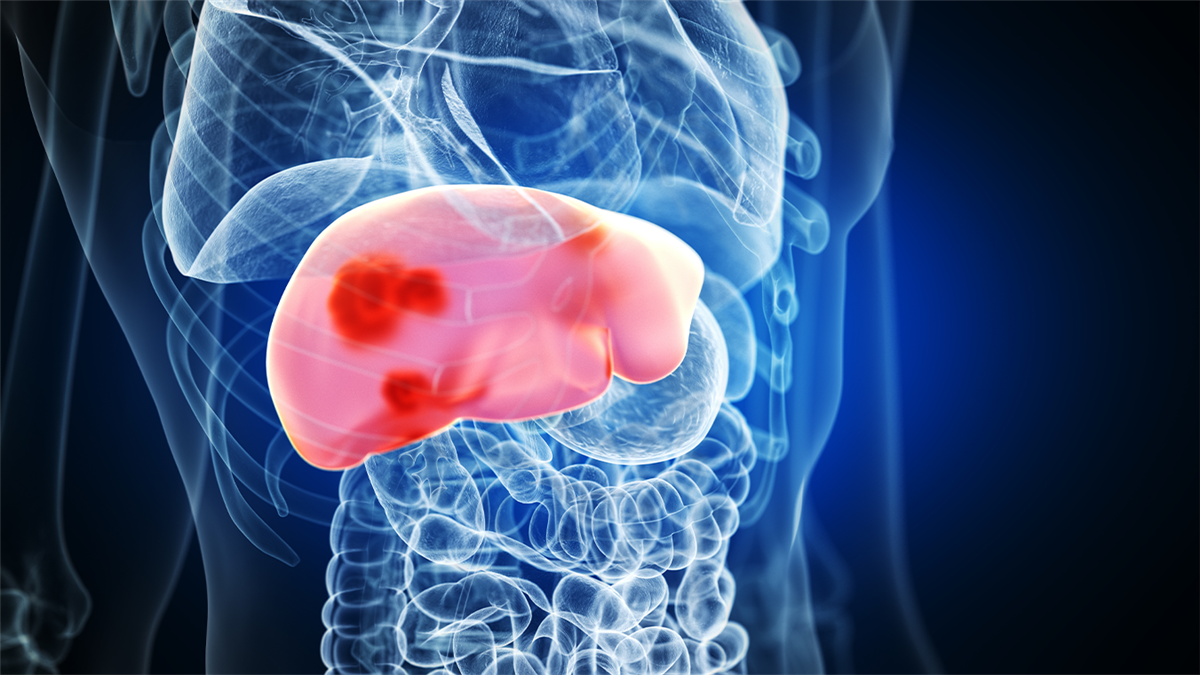 可再造的「新」肝寶貝