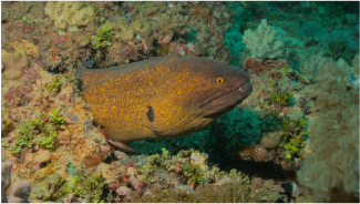 每日「鰻魚飯」的夢想就要實現