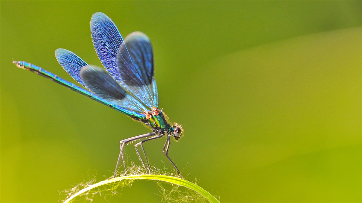 昆蟲,天生的導航專家